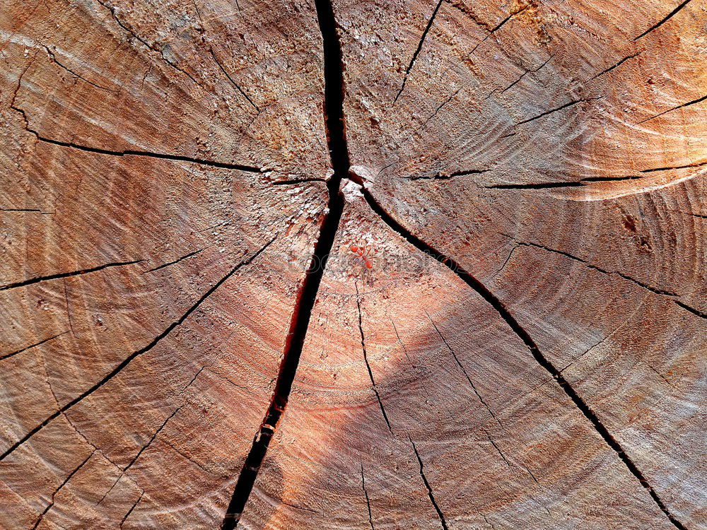 Similar – Abgesägt Holz Baumstamm