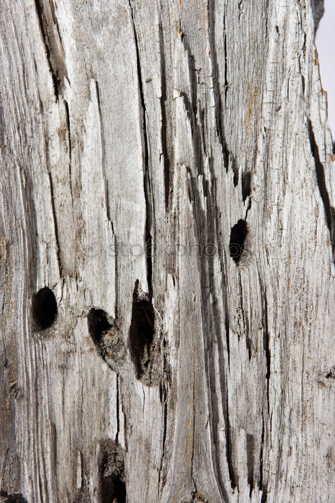 Similar – Image, Stock Photo wooden curl Wood shavings