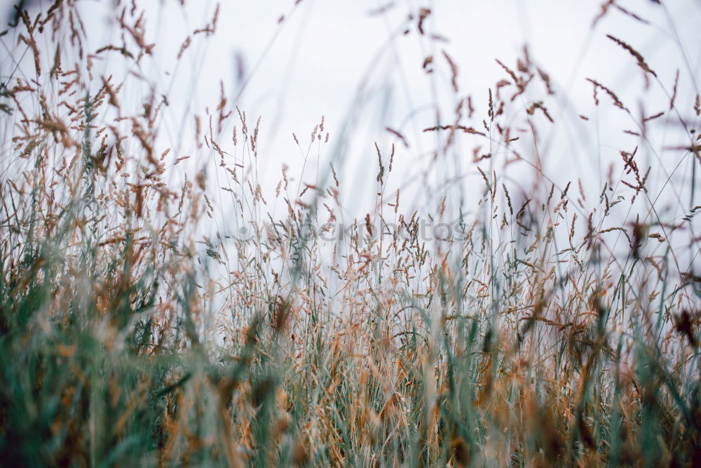 Similar – Image, Stock Photo Grasses in the wind