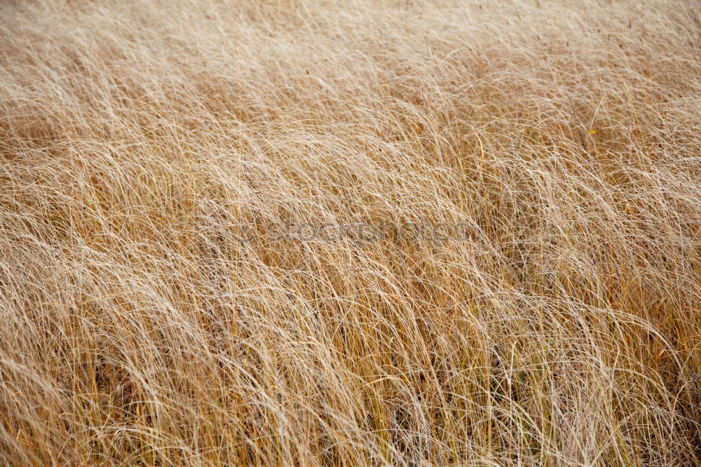 Similar – grass Grass Yellow Stalk