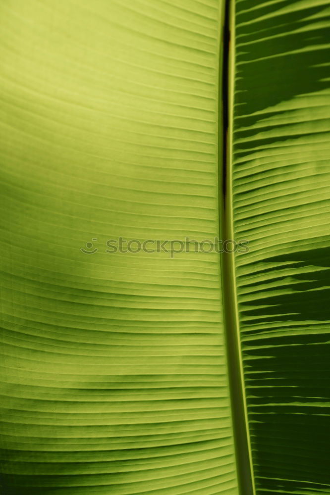 Similar – Image, Stock Photo Another Sweet Leaf Green