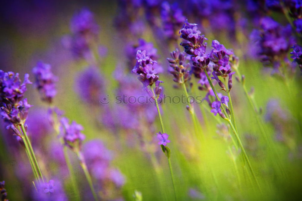 Salvia Flower Environment