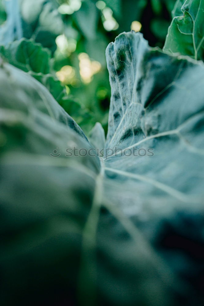 Similar – Image, Stock Photo Kale leaf Food Vegetable