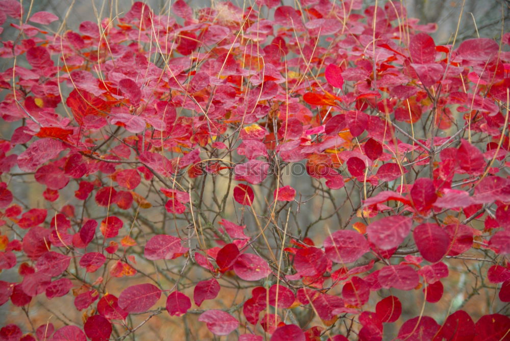 Similar – Foto Bild Blatt Herbst Wilder Wein