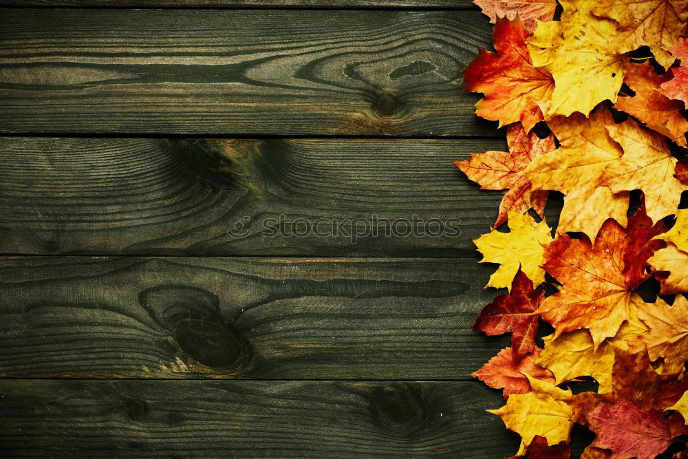 Similar – Autumn atmosphere on the garden table