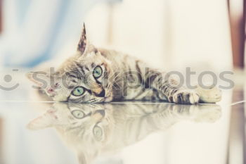 Similar – Image, Stock Photo Sweet funny cat in cat basket