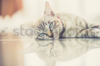 Similar – Image, Stock Photo Little cat plays Cat