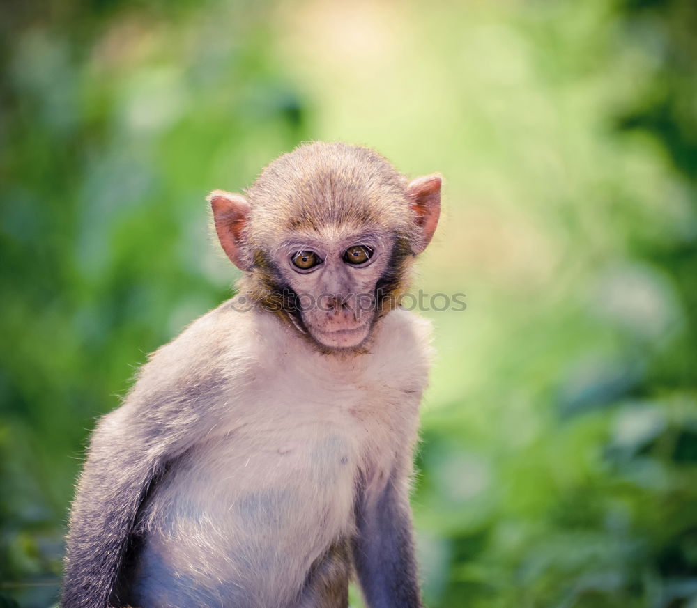 Similar – Baby monkey with little stick