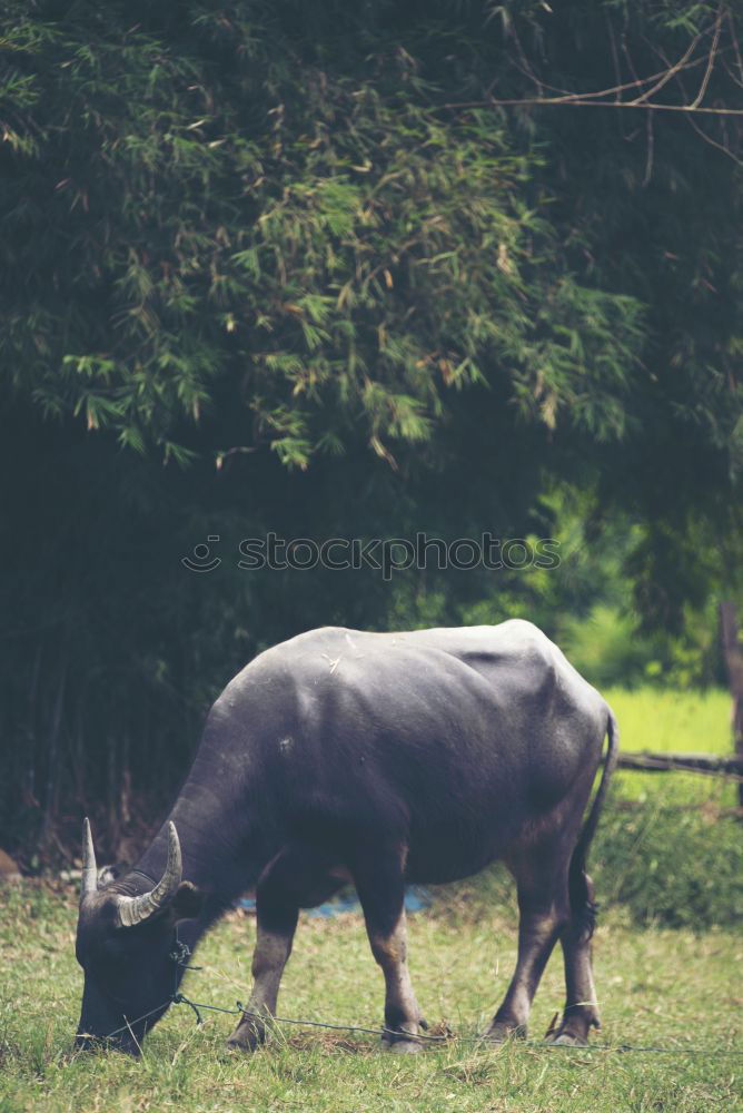 Similar – Image, Stock Photo water buffalo Nature