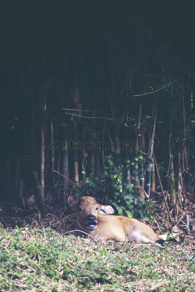 Similar – Image, Stock Photo Bambi Roe deer Forest Fawn