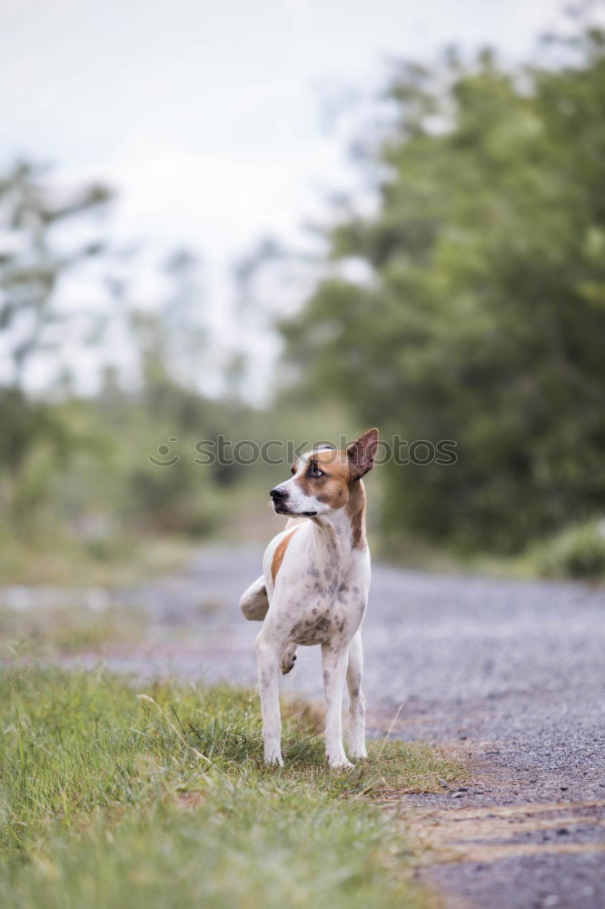 Foto Bild Endspurt Jagdhund Hund