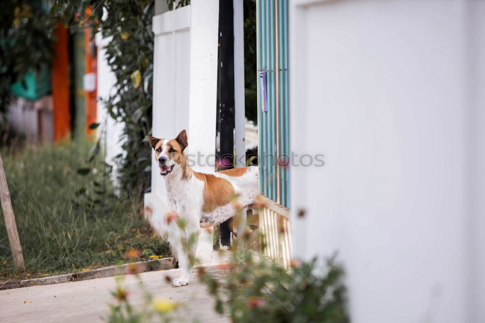 Similar – Funny dog near shabby building on street