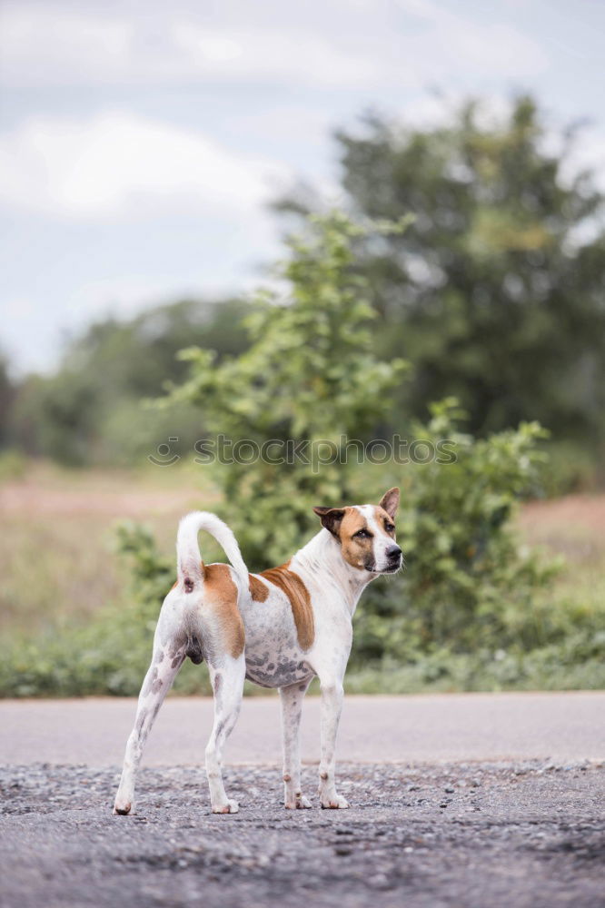 Similar – Foto Bild Endspurt Jagdhund Hund