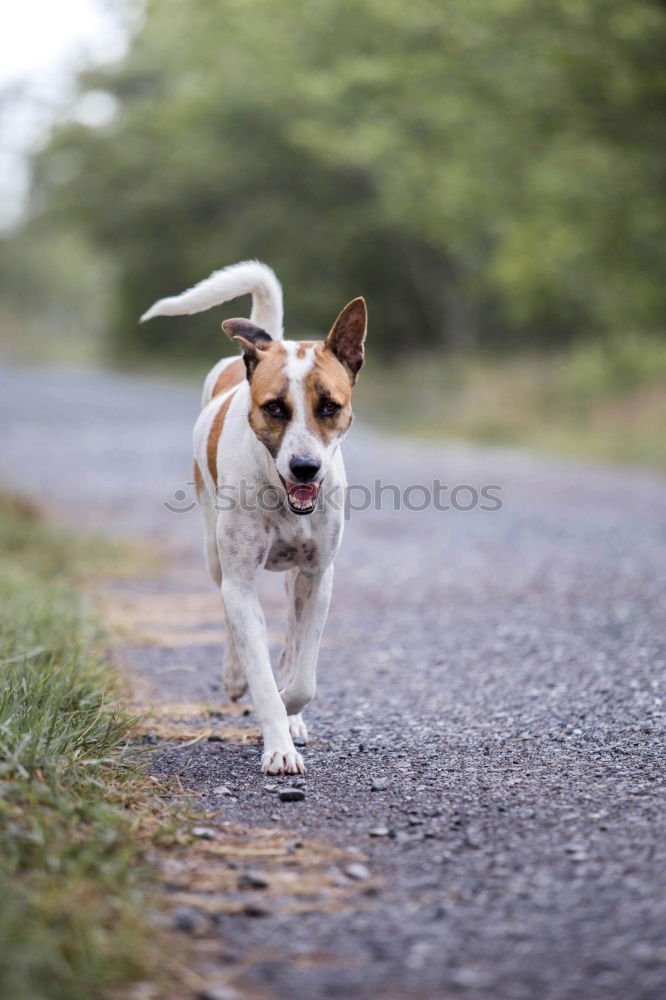 Similar – Paw way! Grass Roadside