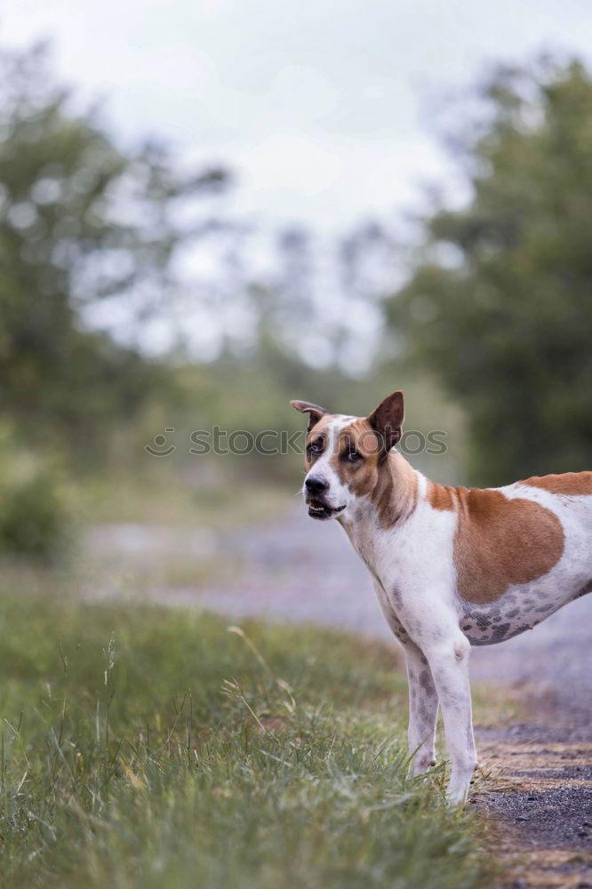 Similar – Image, Stock Photo Call Stanley Animal Dog 1