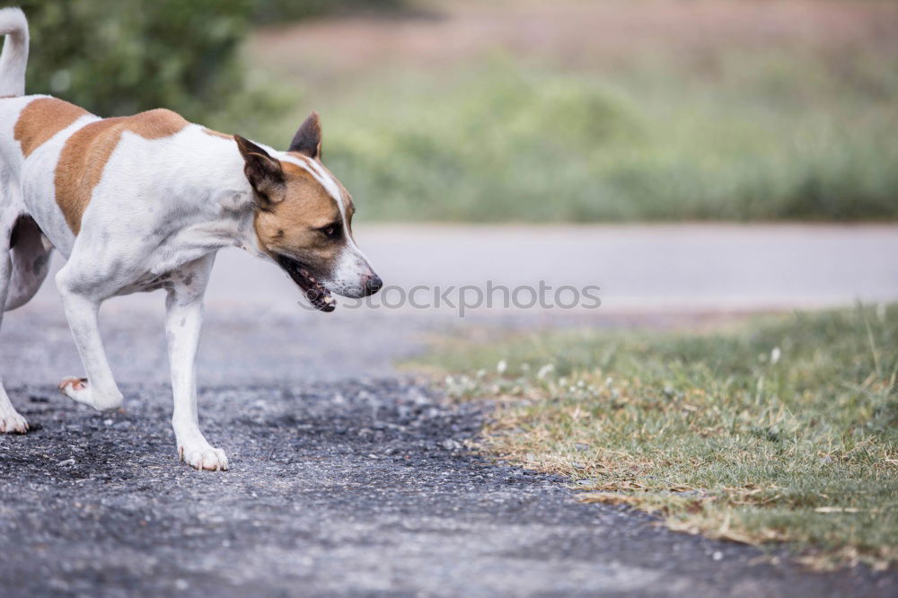 Similar – Paw way! Grass Roadside