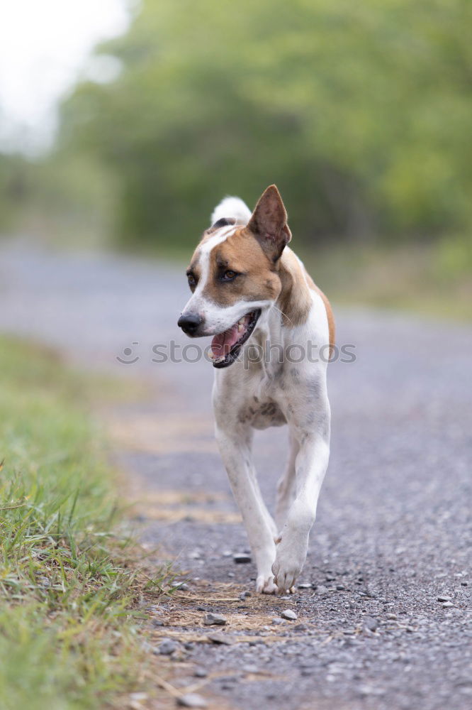 Similar – Paw way! Grass Roadside