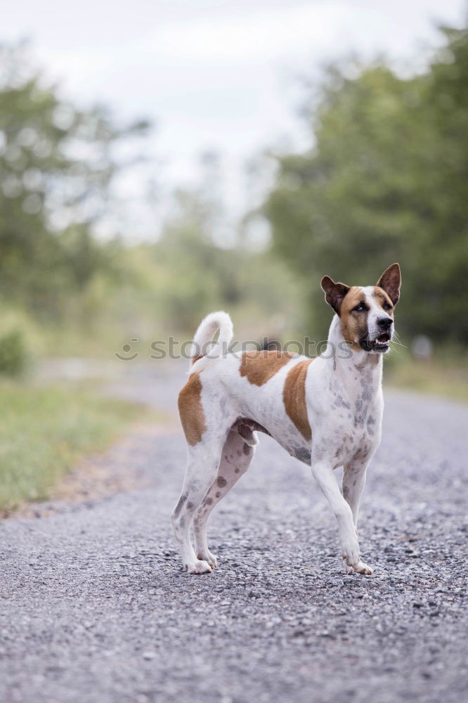 Similar – Foto Bild Endspurt Jagdhund Hund