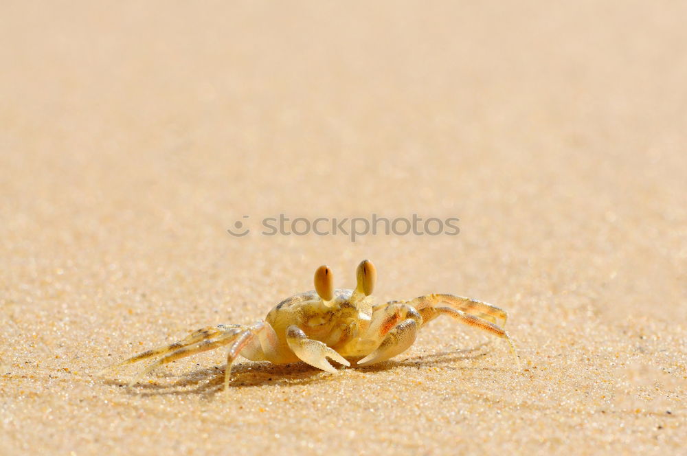 Similar – Strandräuber. Natur