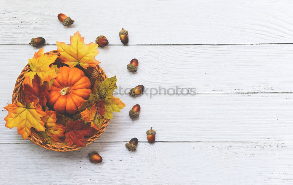 Similar – Image, Stock Photo Pumpkins in wooden box at the pumpkin harvest