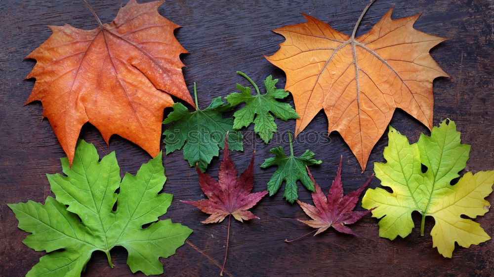 Similar – Image, Stock Photo autumn treasures Infancy