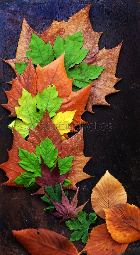 Similar – Nahaufnahme eines herbstlich gelb-braun gefärbten Ahornblattes  auf Holz