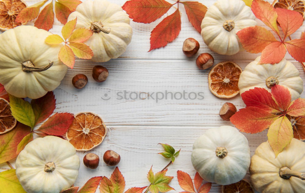 Similar – Autumn still life with pumpkins and autumn leaves