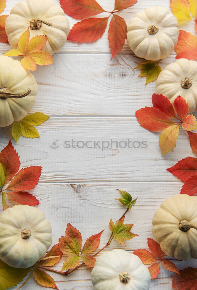 Similar – Autumn still life with pumpkins and autumn leaves