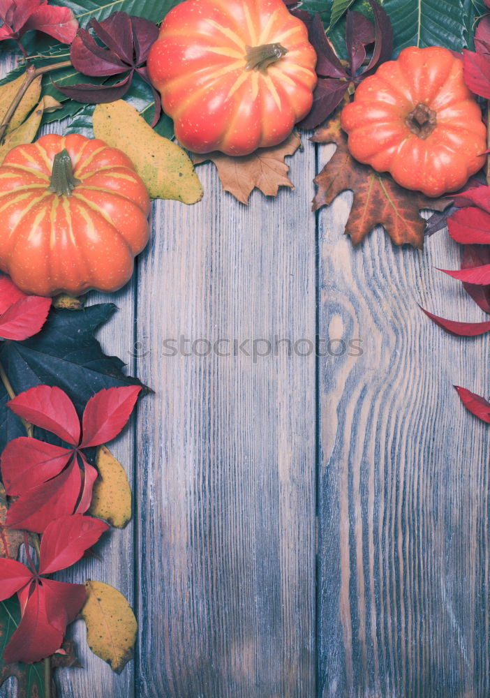 Similar – Image, Stock Photo Domestic Still Life with Cat and Pumpkins at the Window