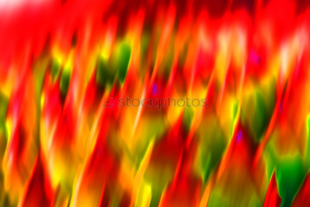 Similar – Image, Stock Photo flowering Stargazer lily in detail