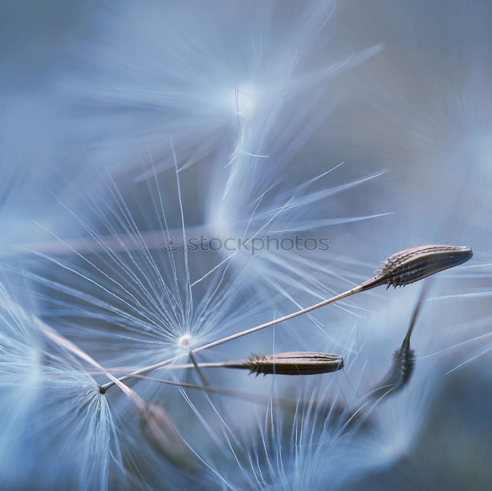 Similar – Nahaufnahme einer Pusteblume im Sonnenlicht vor blauem Himmel