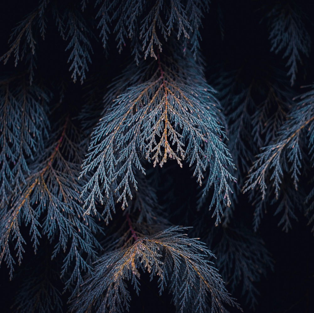 Similar – Image, Stock Photo Silence in the forest. The sun shines through the trees and branches.