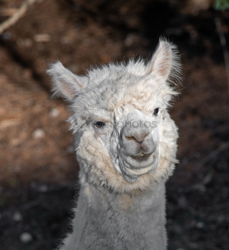 Similar – Image, Stock Photo alpaca Animal Animal face