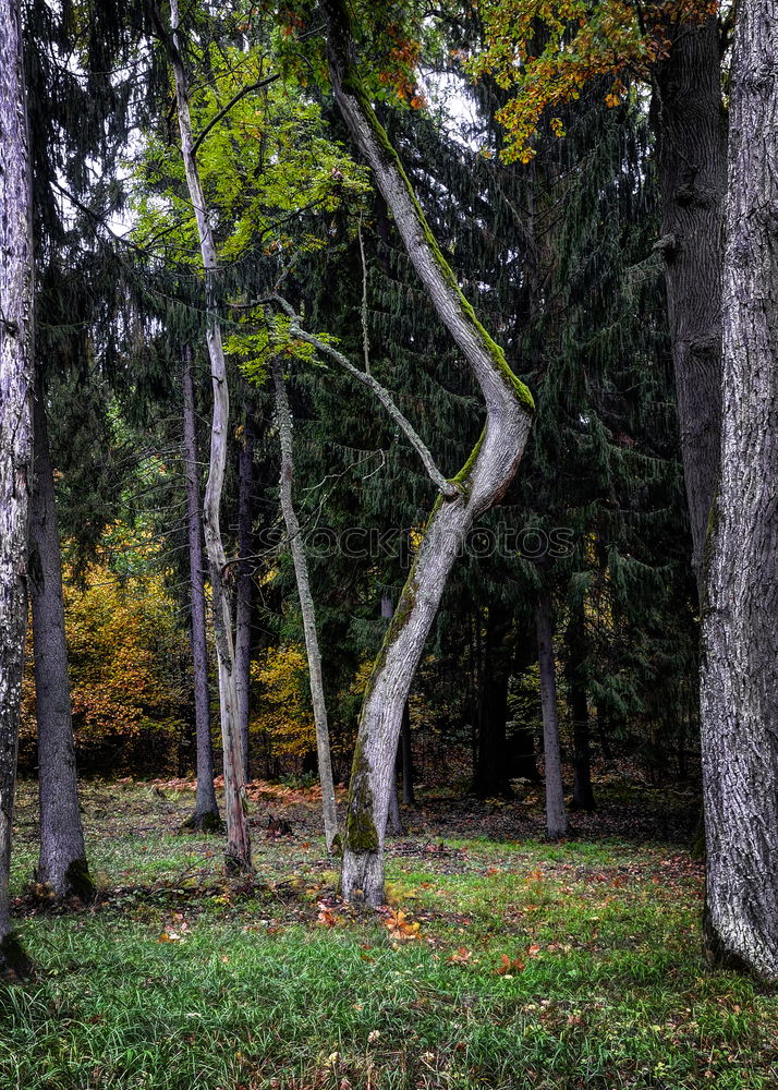 Similar – Foto Bild Frei gewachsen harmonisch