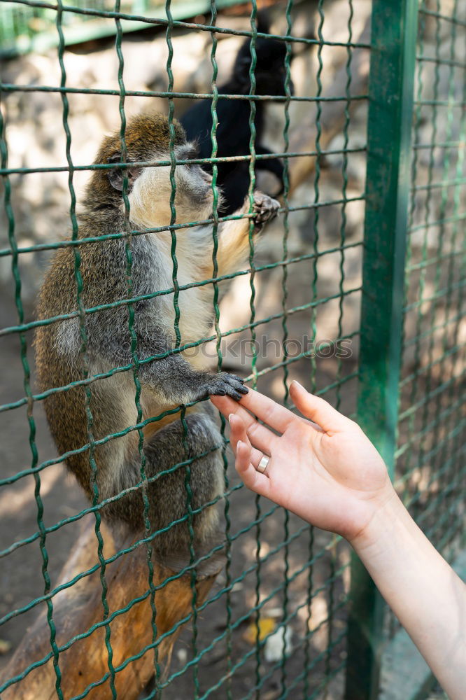 Similar – Image, Stock Photo Feed animals Parenting