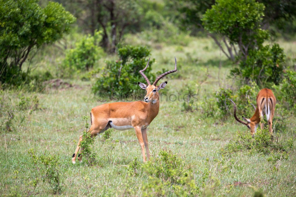 Similar – Lions hunt wildebeests