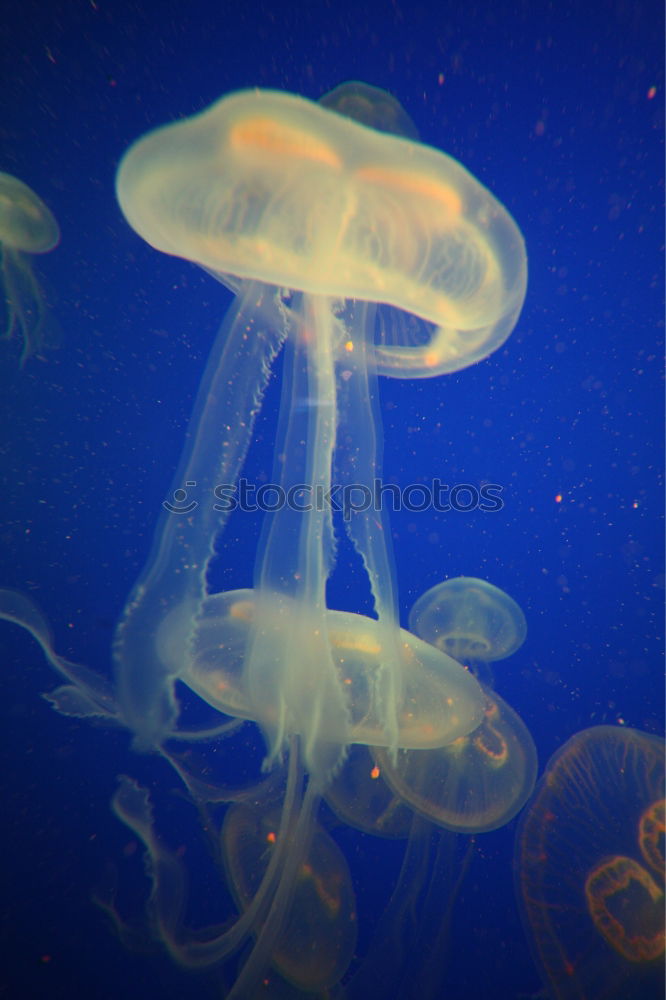 Similar – blue jellyfish Aquarium