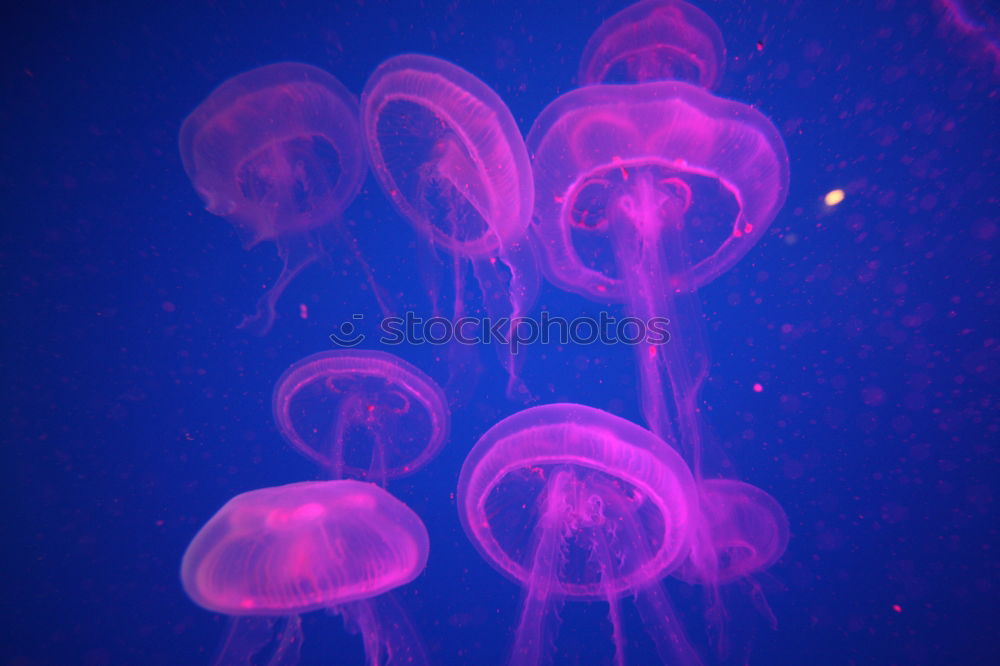 jellyfish Jellyfish