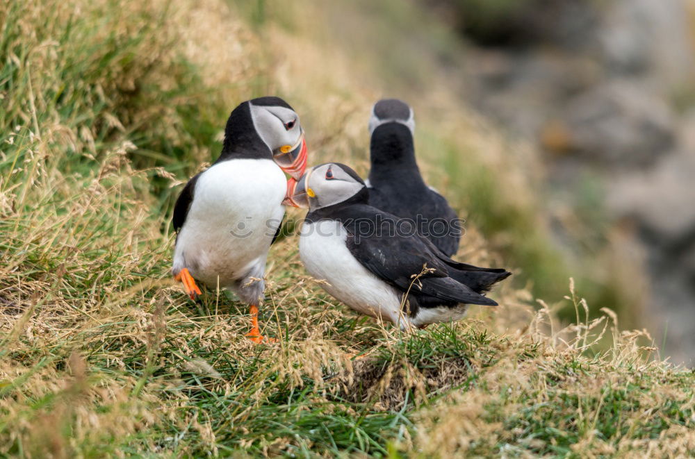 Similar – Puffin ~O~ Meadow Coast