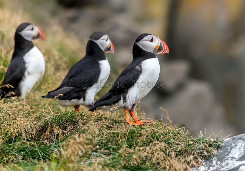 Similar – Puffins oOOO Nature Grass