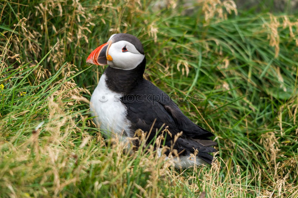 Similar – Puffins o/O o// Nature