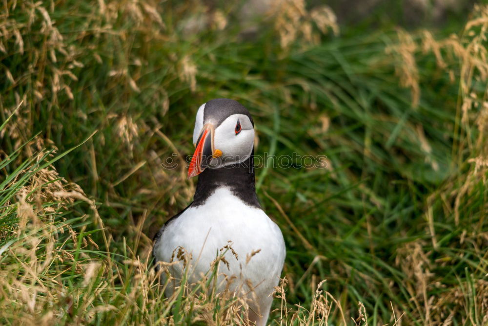 Similar – Puffins o/O o// Nature