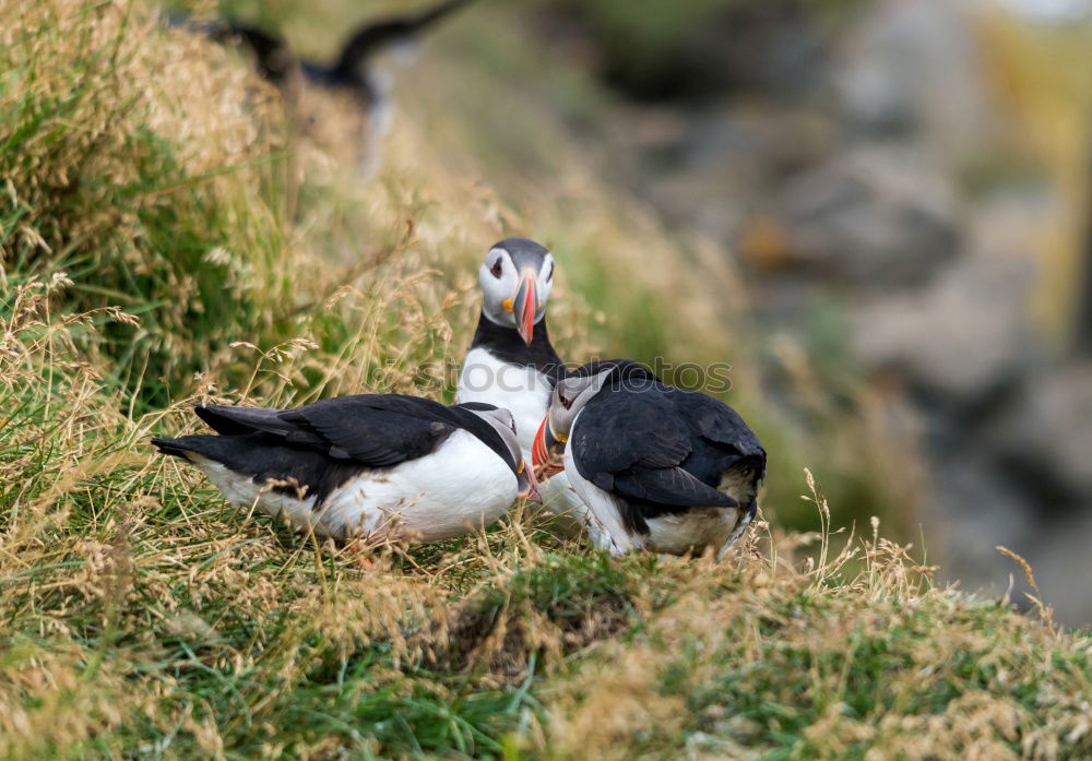 Similar – Puffin ~O~ Meadow Coast