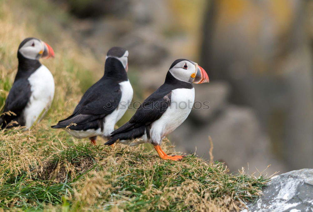 Similar – Image, Stock Photo Puffins oOOO