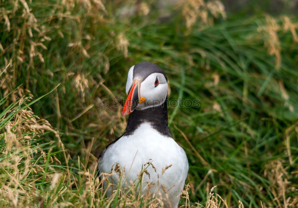 Similar – Puffins o/O o// Nature