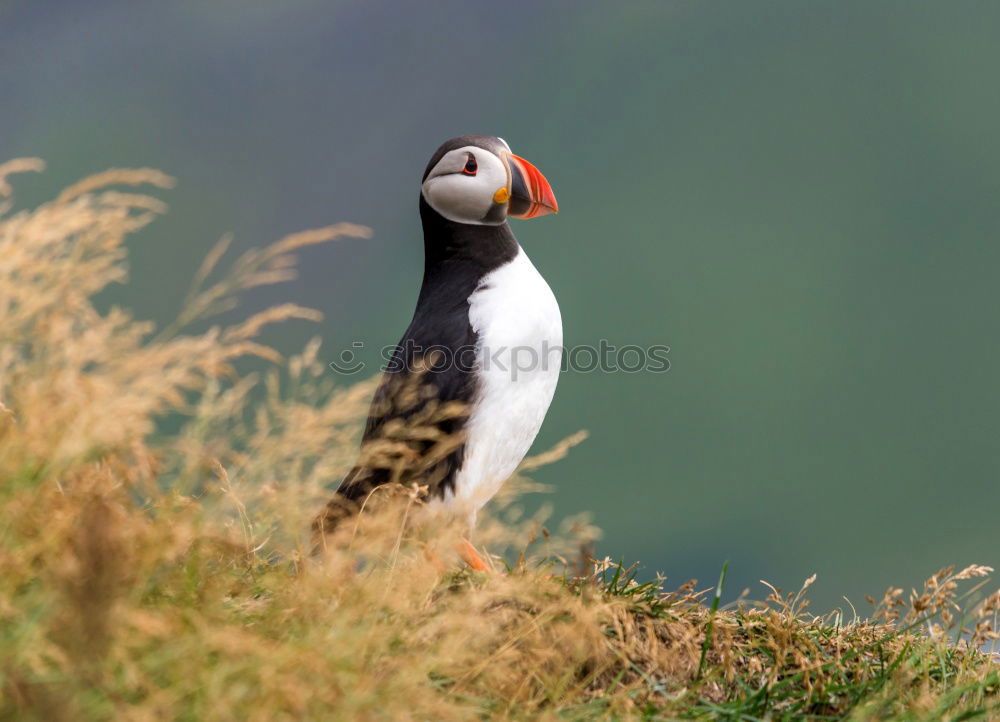 Similar – Image, Stock Photo Atlantic Puffin