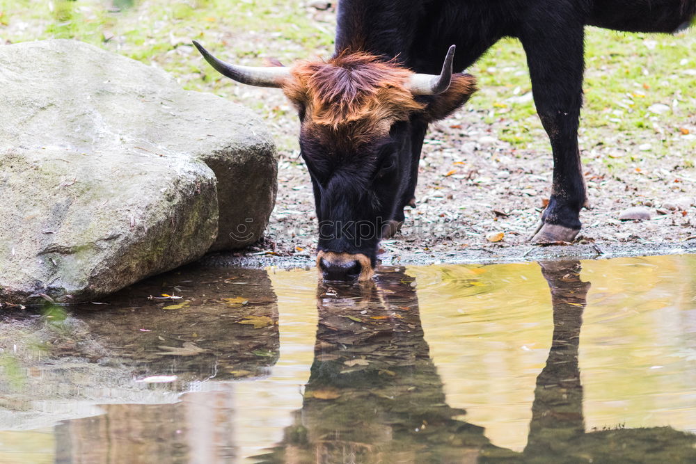 Image, Stock Photo When I’m cuddled …. Cow