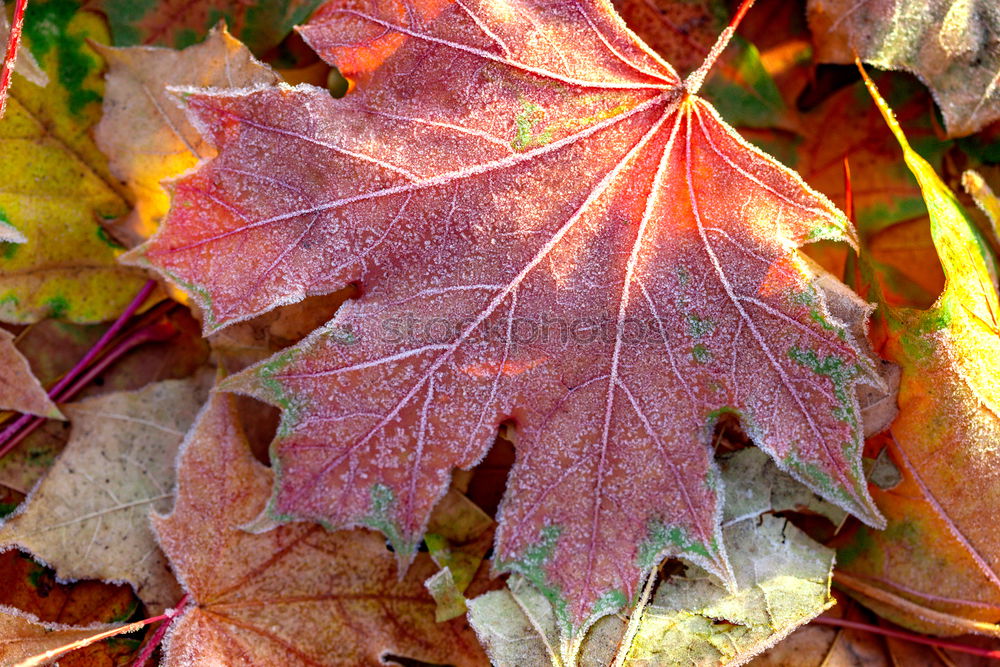 Similar – Amberry tree leaves, hoarfrost,