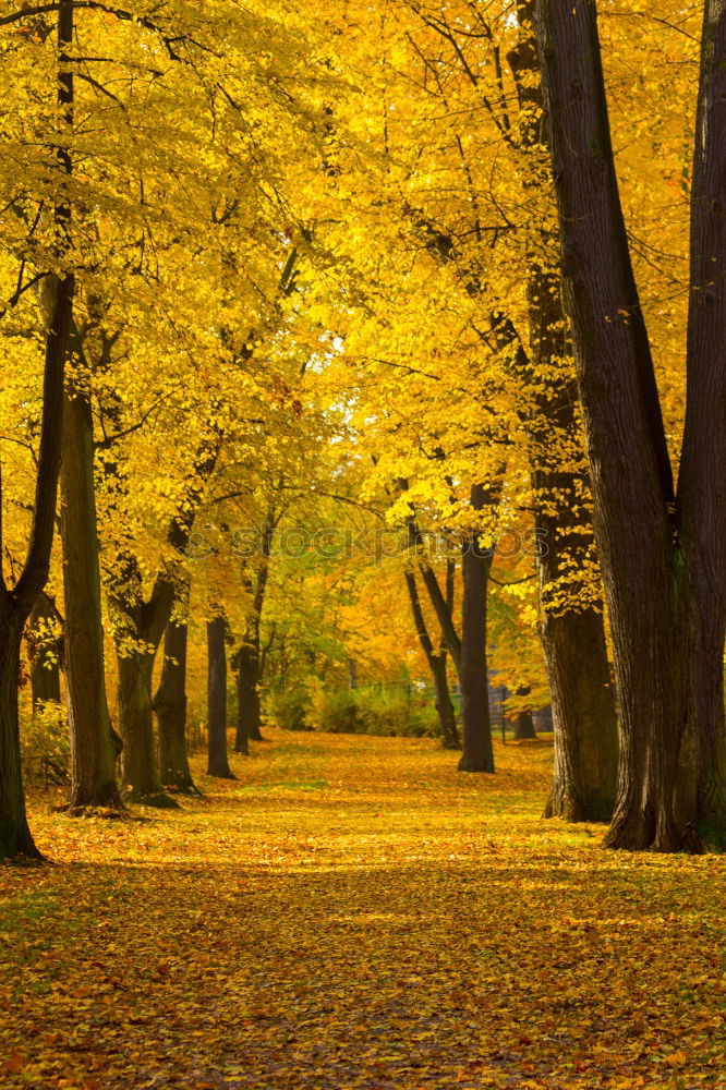 Similar – Autumn October colorful park