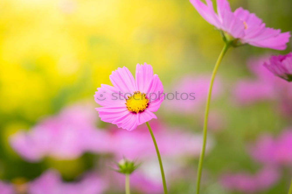 Similar – Image, Stock Photo be special Nature Plant